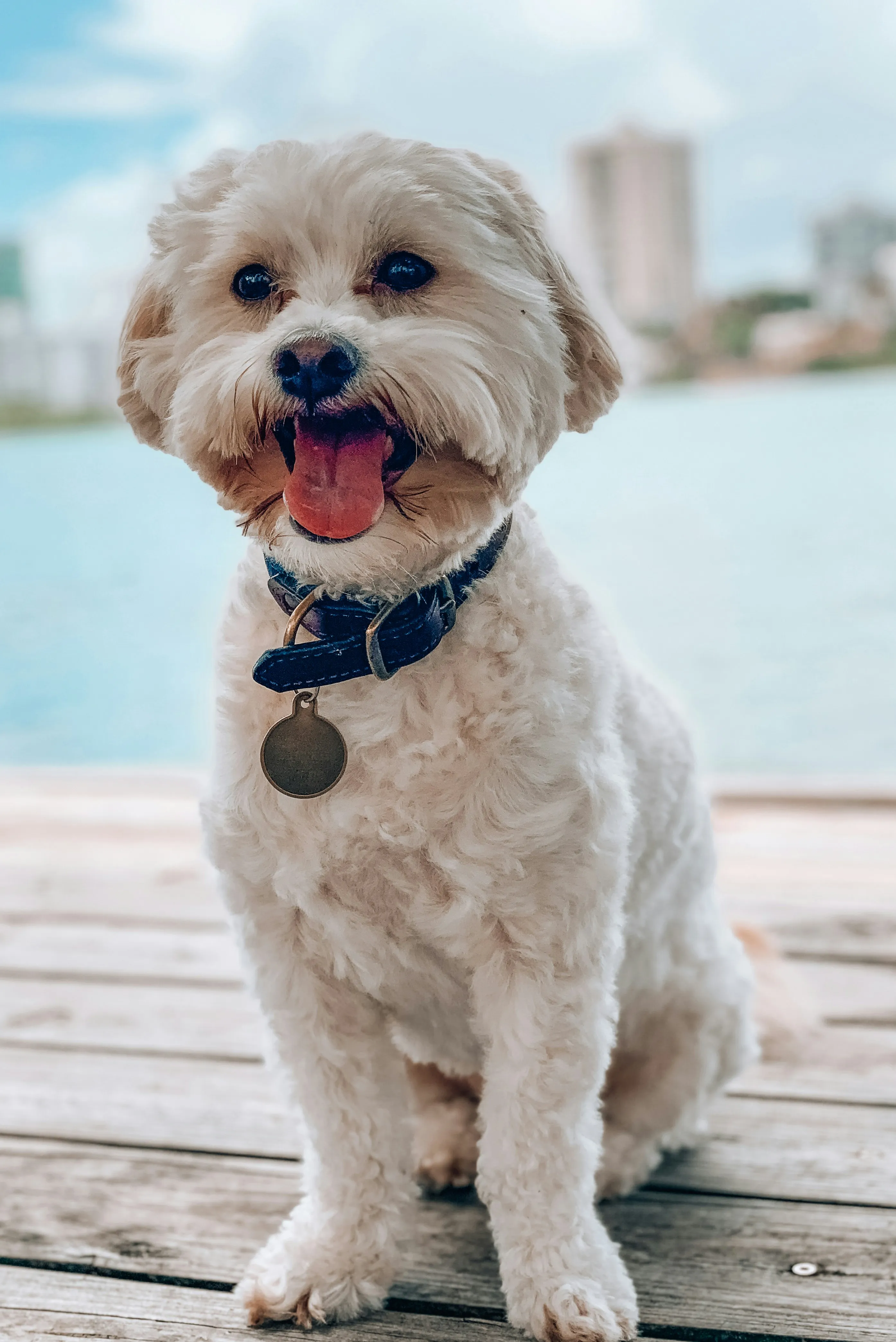 A portrait of a dog with a big smile on his face