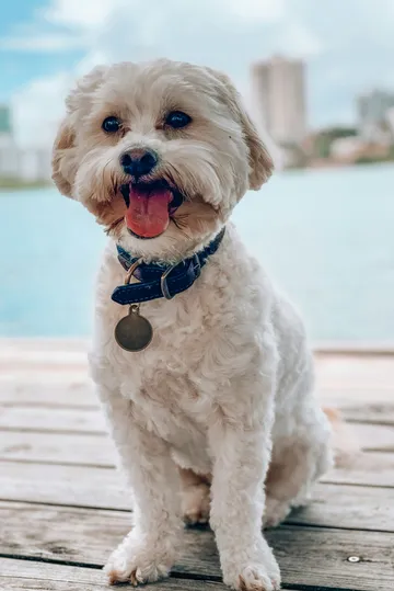 A portrait of a dog with a big smile on his face
