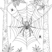 Spider in the Wilderness