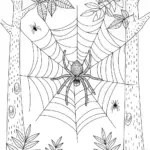 Spider in the Wilderness