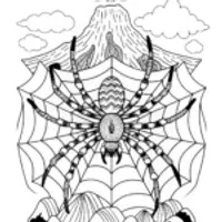 Spider on a Web in Nature