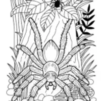“Mountain Landscape with Spider”