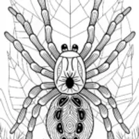 Spider in the Mountain Valley