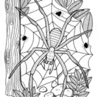 Spider in its Web Coloring Page