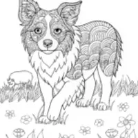 Border Collie Coloring Fun
