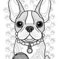 Detailed Boston Terrier