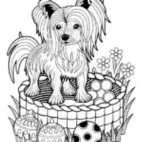 Lovely Long-Haired Dog Coloring Page