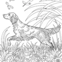 Golden Retriever Portrait Coloring Page