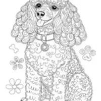 Adorable Poodle Coloring Page