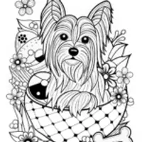 Detailed Yorkshire Terrier
