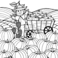 Harvest Time in the Pumpkin Field