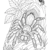 Spider Adventure by the Lake