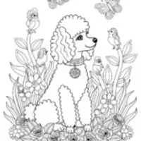 Poodle Pup Ready for Fun