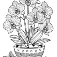 Potted Orchid Blossom Coloring Page