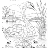 Elegant Swan Coloring Page