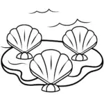 Seashells playing music on the beach