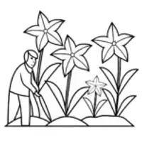 Gardener tending star plants