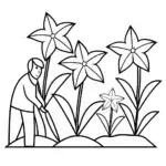 Gardener tending star plants