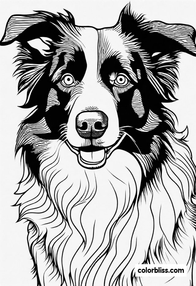 Happy Border Collie Coloring Page | ColorBliss