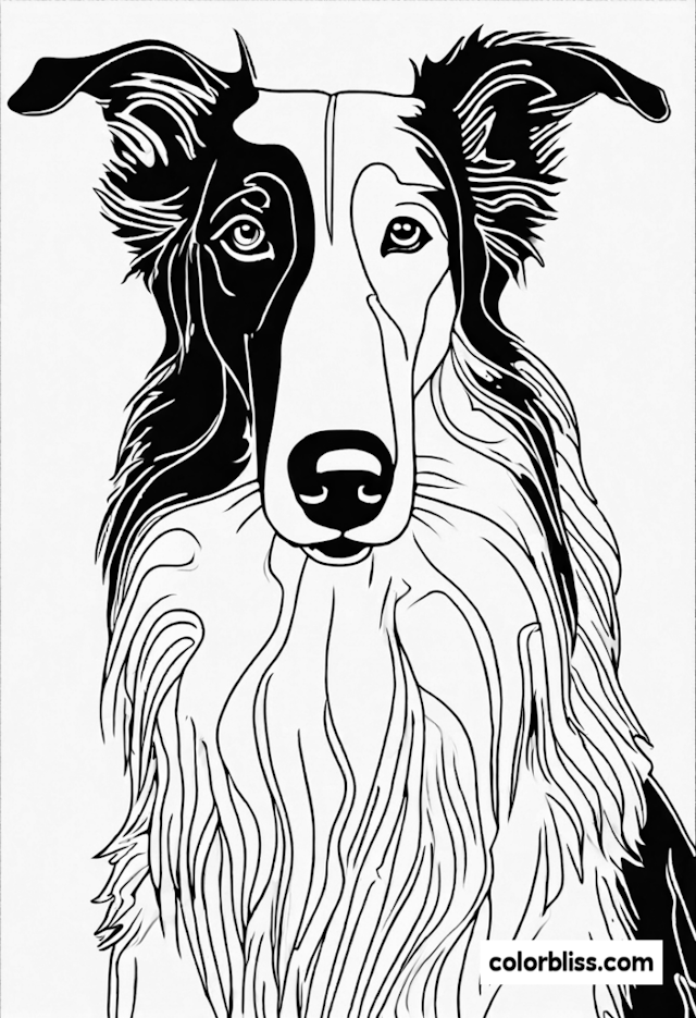 A coloring page of Border Collie Coloring Page