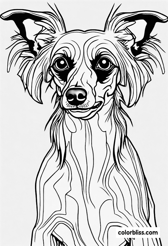 Fluffy Dog Coloring Page