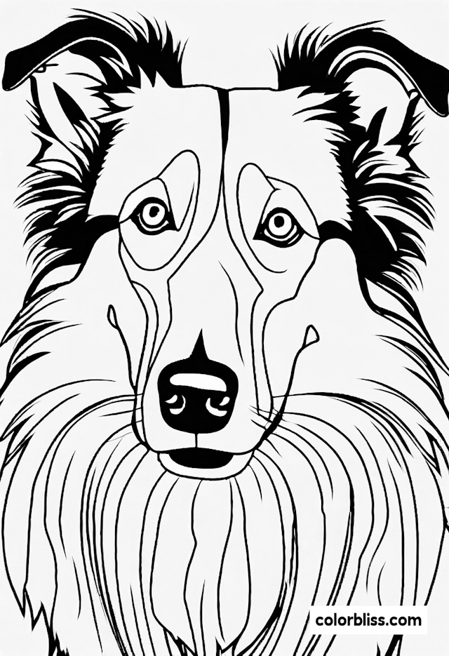 Coloring Page: Regal Collie Portrait