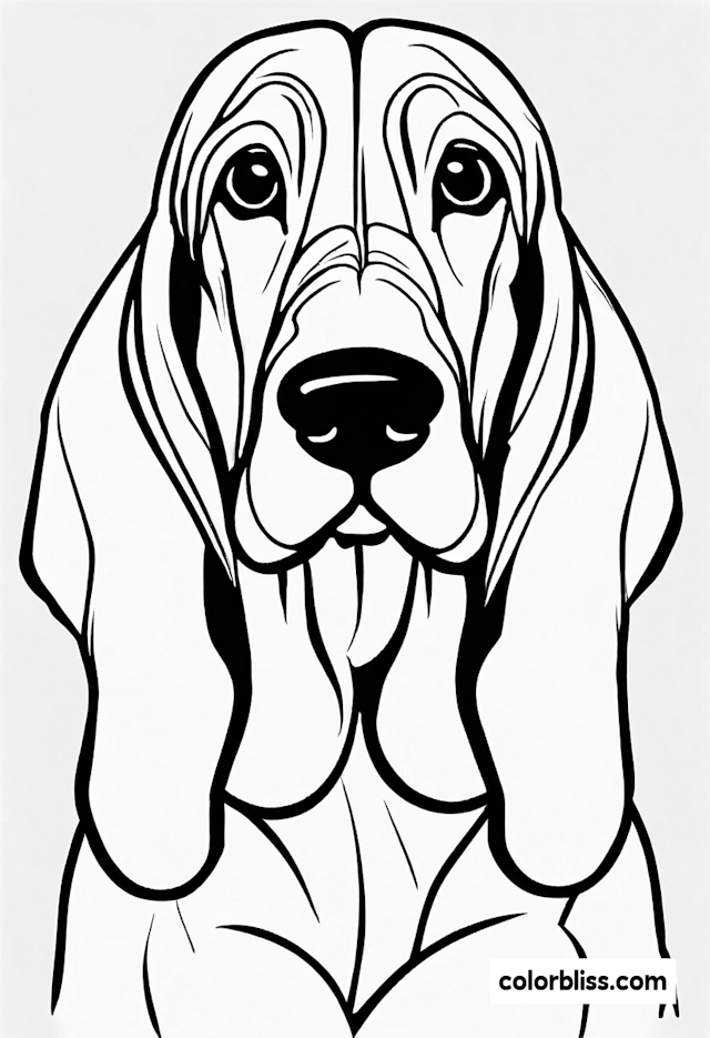 Basset Hound Coloring Fun