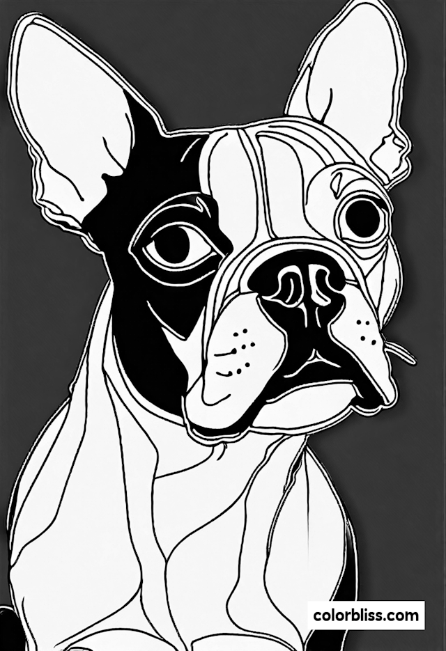 Detailed Boston Terrier