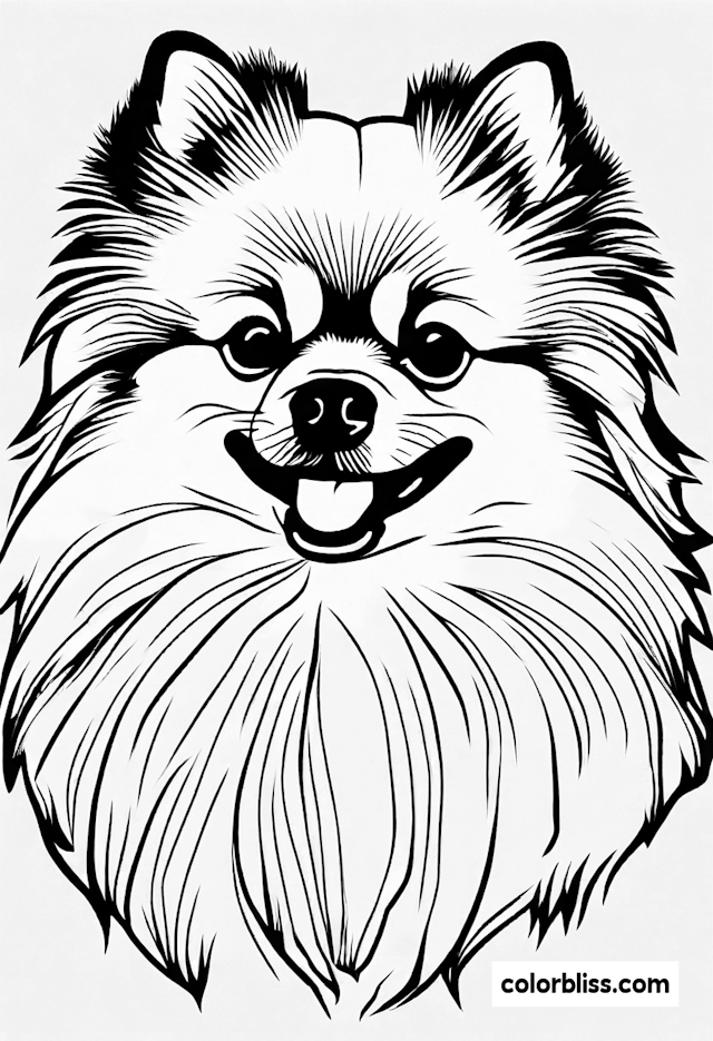 Detailed Pomeranian