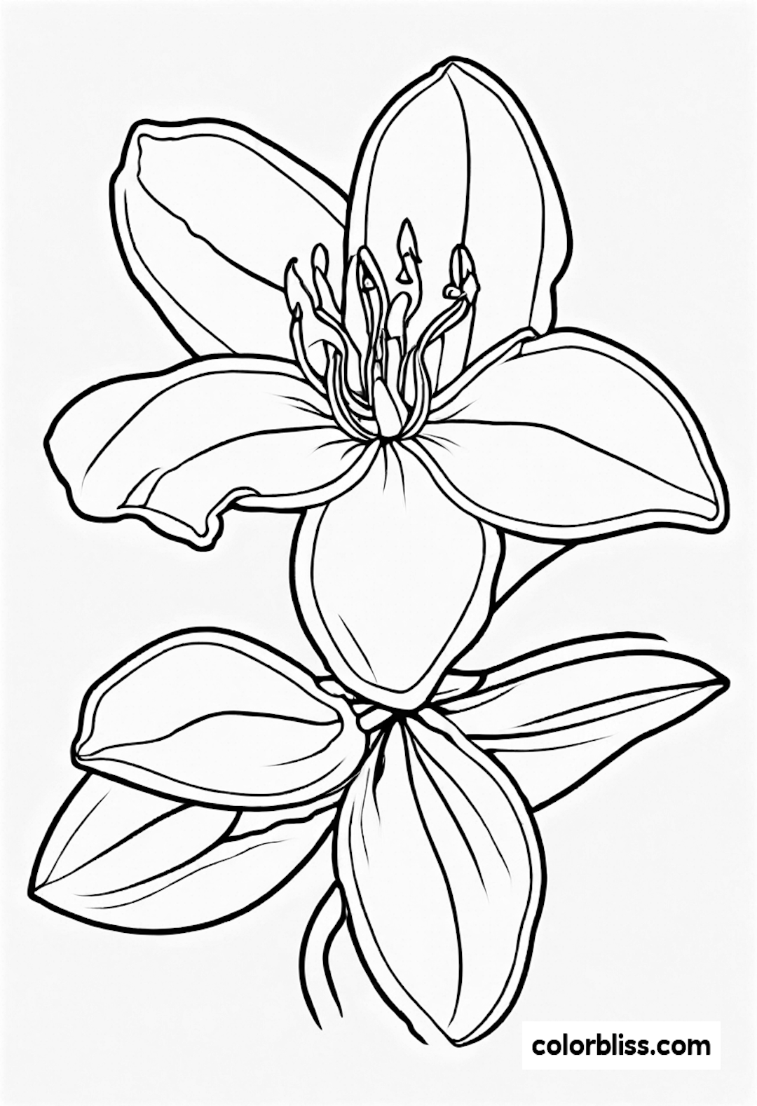 jasmine coloring pages