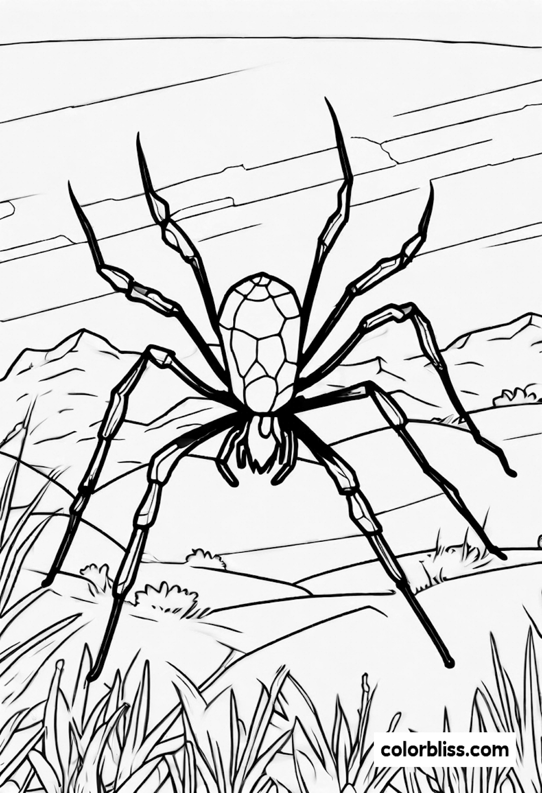 spider coloring pages